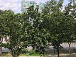 Blk 444 Hougang Avenue 8 (Hougang), HDB 4 Rooms #136261452